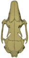 O. c. cuniculus skull (dorsal).png