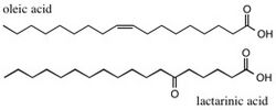 Oleic and Lactarinic Acid.jpg