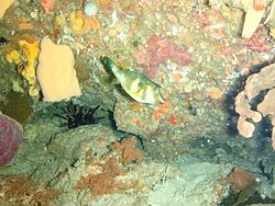 Bluespotted toadfish swimming at Michaelmas Reef in King George Sound, Western Australia