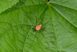 Opiliones, Eupnoi, F Sclerosomatidae, Leiobunum nigropalpi, male.jpg