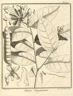 Paloue guianensis Aublet 1775 pl 141.jpg