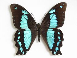Papilio desmondi van Someren, 1939.JPG