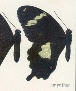 PapilioamynthorBoisduval,1859.jpg