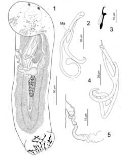 Parasite180062-fig1 Paracolpenteron hubbsii (Monogenea).png