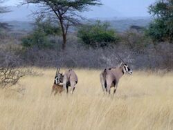 Parc national d'Awash-Ethiopie-Oryx (1).jpg