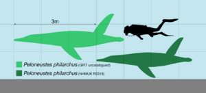 diagram comparing the size of the mounted skeletons at NHMUK and GPIT to a diver