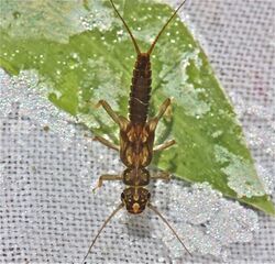 Perlodid stonefly, Isoperla holochlora (7188757374).jpg