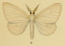Pl.1-04-Redoa laba=Leucoma luteipes (Walker, 1855).JPG