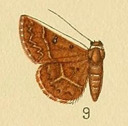 Pl.164-09-Deltote metachrysa (Hampson, 1910).jpg
