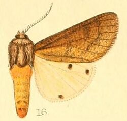 Pl.50-16-Teracotona subterminata (Hampson, 1901).JPG