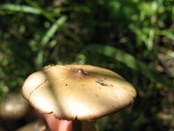 Psilocybe.villarrealiae.4.jpg