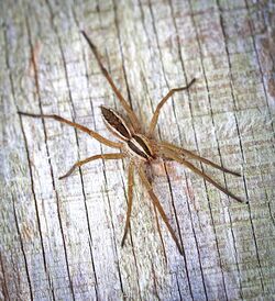 Rabid Wolf Spider (Rabidosa rabida) - 07.18.16.jpg