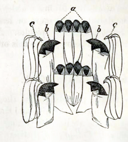 Radula of Patella vulgata.png