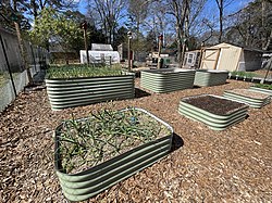 Green onions and garlic are growing in these raised metal garden beds. Raised beds are a great addition to a land lab as they make gardening more accessible for people of all ages.