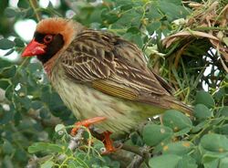 Red-billed Quelea (Quelea quelea) (6040990915).jpg