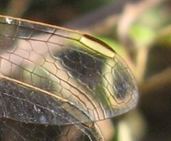 Red veined darter pterostigma.JPG