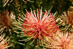 Ribbon pincushion, Leucospermum tottum at Kirstenbosch National Botanical Garden, Cape Town, South Africa (16336759313).jpg