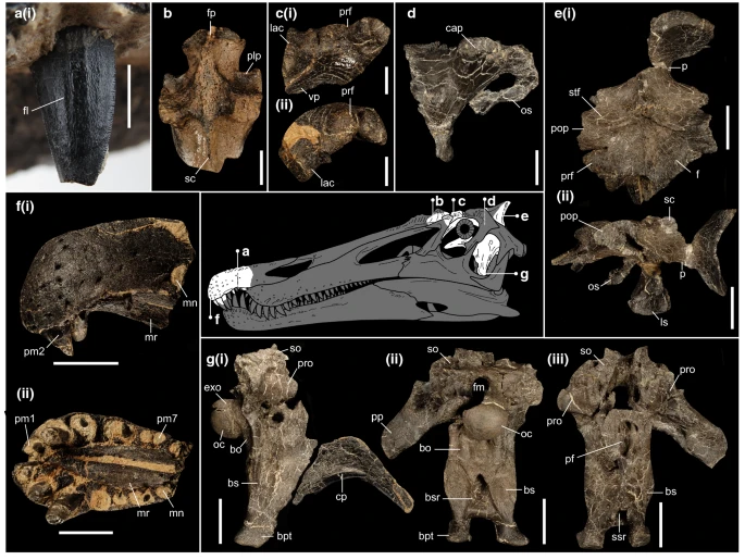 File:Riparovenator holotype.webp