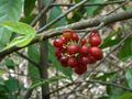 Ripe fruits of (Polyalthia cerasoides) jungle berries at Kambalakonda.jpg