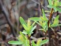 Salix pedicellaris 5472344.jpg