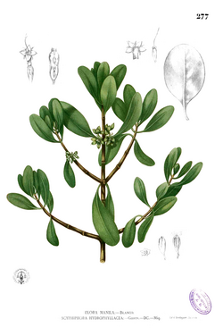 Scyphiphora hydrophylacea Blanco2.277.png