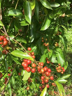 Smilax smallii.jpg