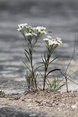 Solidago ptarmicoides 5474315.jpg