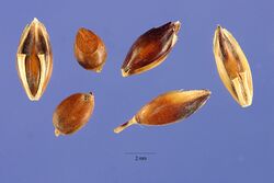 Sorghum almum seeds.jpg