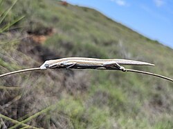 Southern Phasmid Gecko imported from iNaturalist photo 264491369 on 28 October 2023.jpg