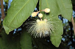 Syzygium puberulum ALA1.jpg