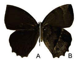 Taygetis rectifascia male, a dorsal, b ventral.jpg
