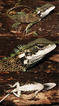 Three-new-species-of-woodlizards-(Hoplocercinae-Enyalioides)-from-northwestern-South-America-zookeys-494-107-g008.jpg