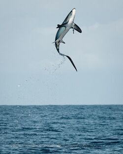 Thresher shark jumping in Costa Rica