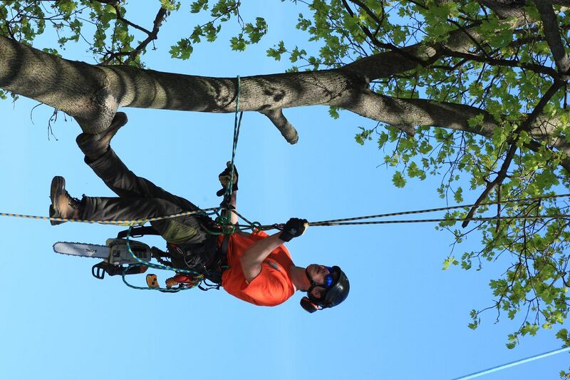 File:Tree Climber.jpg