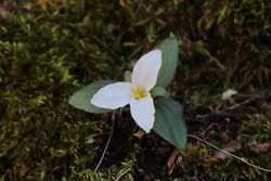 Trillium nivale Ohio.jpg