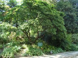 Ulmus minor var Jacqueline Hillier.JPG