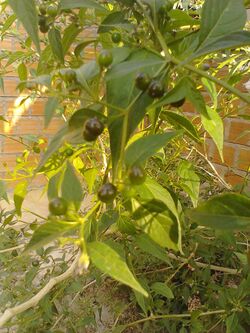 Ulupica Capsicum cardenasii.jpg