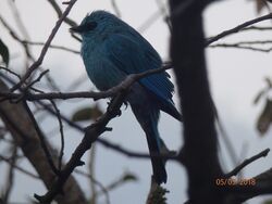 Verditer flycatcher near Nainital.jpg