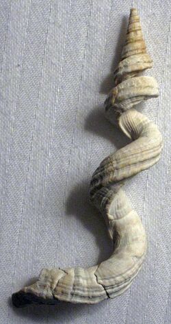 Vermicularia fargoi (Fargo's worm snail) (Cayo Costa Island, Florida, USA) 2 (25649192900).jpg