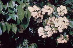 Viburnum lentago NRCS-006.jpg