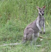Gray wallaby