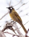 White-eared Honeyeater by Ron Knight.jpg