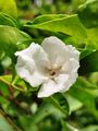 鴛鴦茉莉 Brunfelsia latifolia 20200925133459 08.jpg