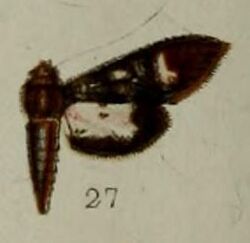 27-Desmia melaleucalis Hampson, 1898.JPG
