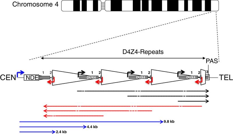 File:A schematic of D4Z4 locus on chromosome 4.jpg