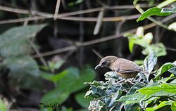 Abbotts Babbler (Malacocincla abbotti).jpg