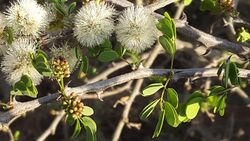 Acacia mellifera subsp. detinens08.jpg