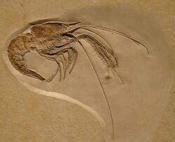 Aeger elegans fossil.jpg