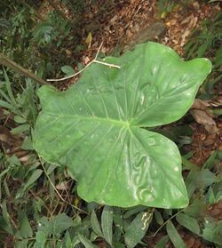 Alocasia fornicata 04.jpg