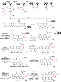 Anthracycline aglycone biosyn1.png